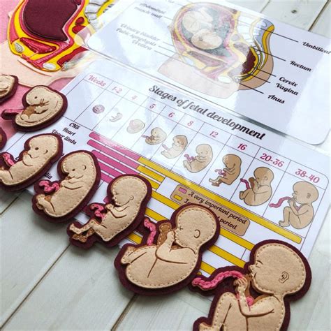 Development Human Embryo Anatomy Board Fetal Development