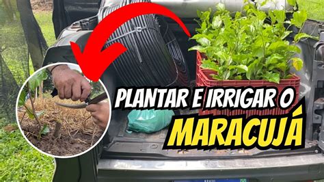 COMO PLANTAR MARACUJÁ PLANTANDO E IRRIGANDO YouTube