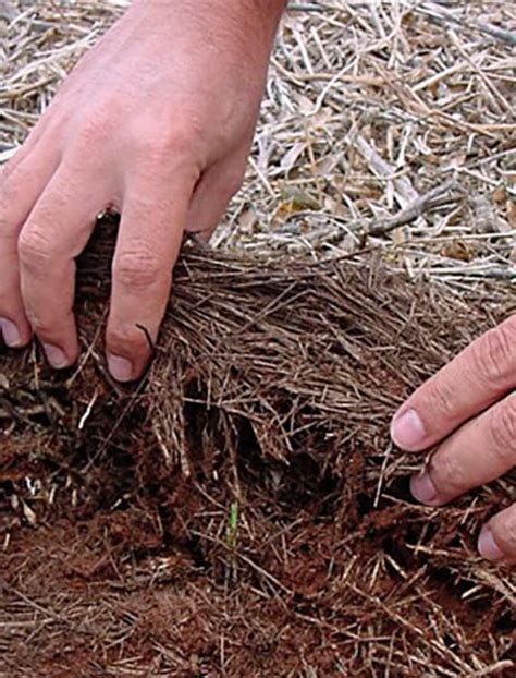 Manejo De Plantas Daninhas Em Plantio Direto Revista Cultivar