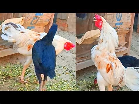 Very Active White Big Rooster And Hen Mating First Time Rooster