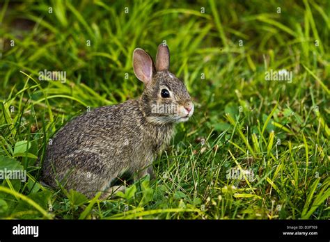 Eastern Cottontail Rabbit Stock Photo Alamy