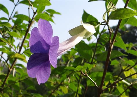 Bush Clock Vine Kings Mantle Free Photo On Pixabay Pixabay