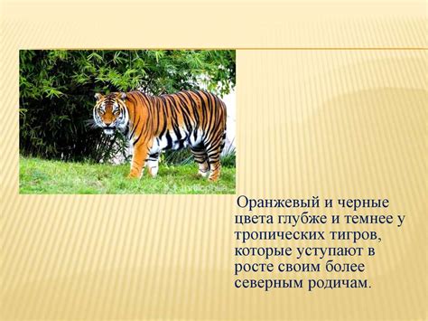Почему тигр полосатый - презентация онлайн