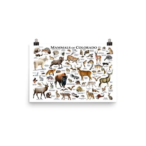 Mammals Of Colorado Poster Print Colorado Mammals Field Etsy