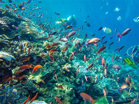 Liveaboard Experience Diving In Komodo National Park