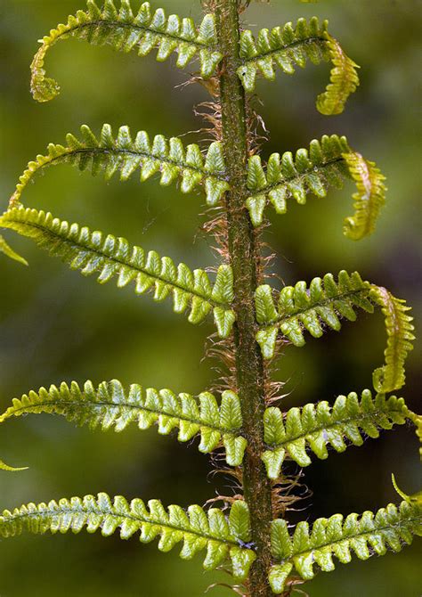 Scaly Male Fern Dryopteris Affinis Photograph By Bob Gibbons Fine