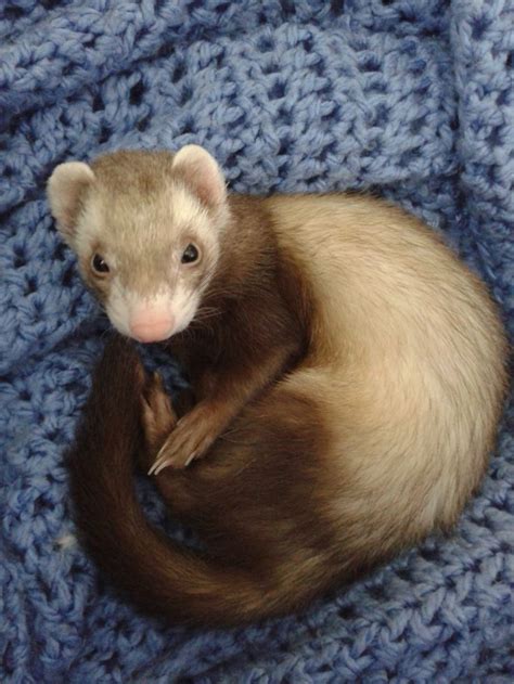 Champagne Ferrets