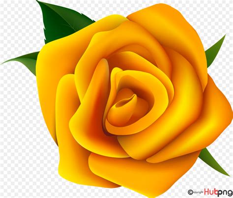 Yellow Rose Border Clipart Transparent PNG - 2044x2014 - Free - Clip ...