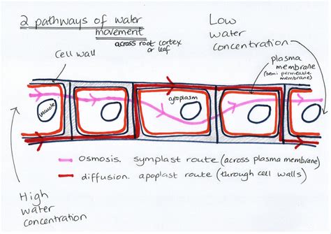 R2101 Going Up! The Pathway of Water Uptake in the Plant. 
