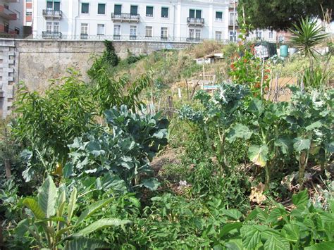 grow cook eat horta popular  lisbon