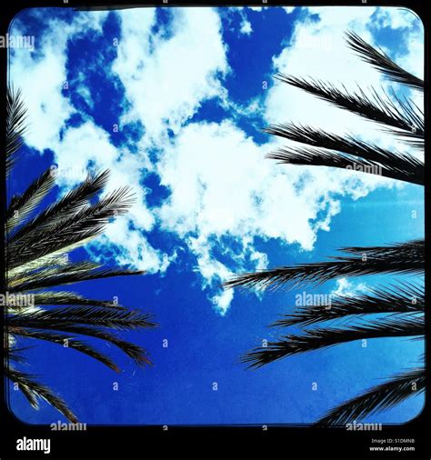 Palm trees and sky Stock Photo - Alamy