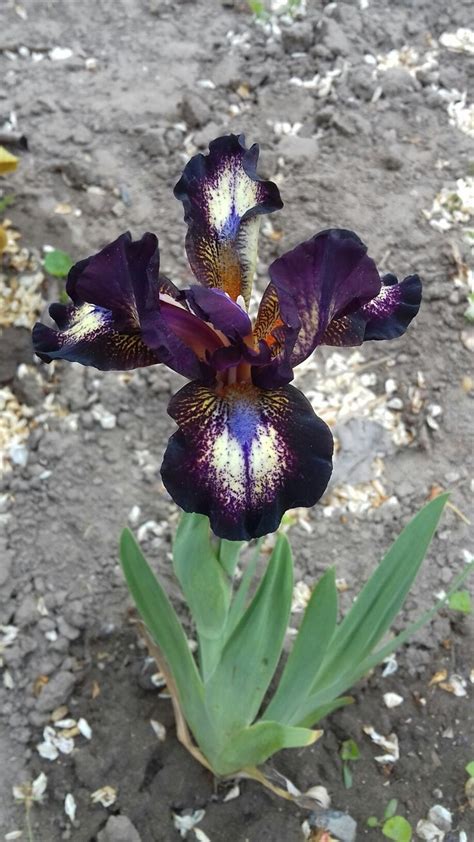 A Close Up Of A Purple Flower On The Ground