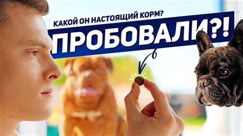 Сухой корм премиум класса для собак Pet's Brunch. Корм, перед которым ...