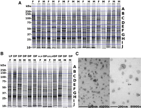 Puri Fi Cation Of ELVs A And B ELVs From Normal Individuals A And