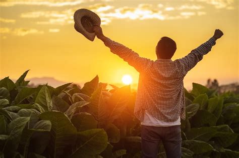 Granjero asiático que trabaja en el campo del árbol del tabaco extendió