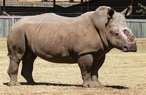 Saving The Survivors Baby Rhino Rescue