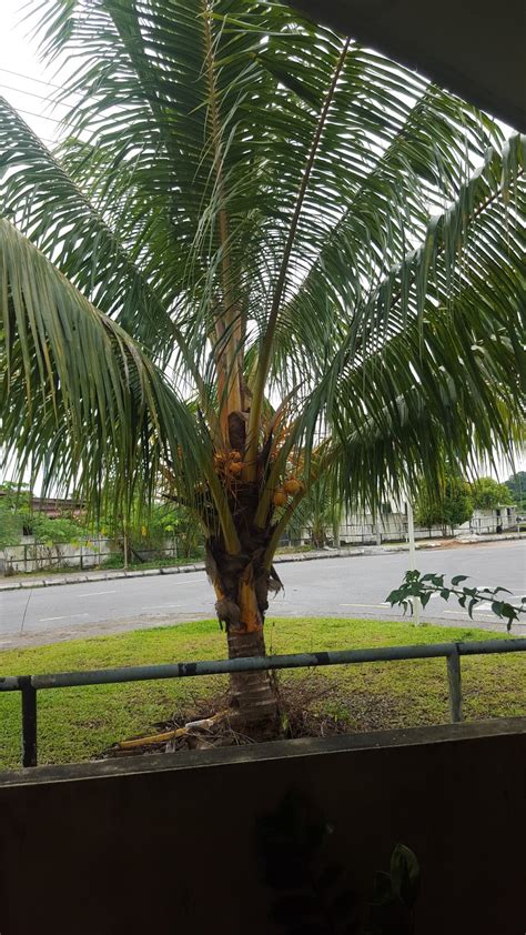 Daus Redscarz Pokok Kristal Sarawak Mini Dusun Buah