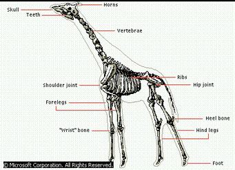 Skeletal/muscular system - The Giraffe