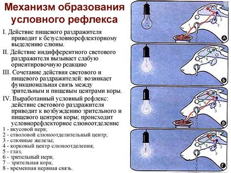 Физиология высшей нервной деятельности - презентация онлайн