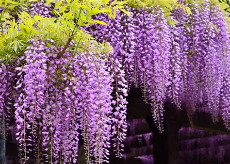 Wisteria Glicynia Sadzenie Hodowla I Piel Gnacja Pi Knego Pn Cza W