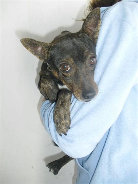 Brownie Perro Adoptado En Castalla Alicante Bamb Difunde