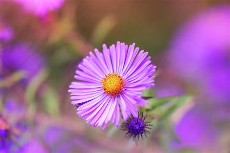 Aster Flower - Floral Art - Garden Photograph by Ashira Vision - Fine ...