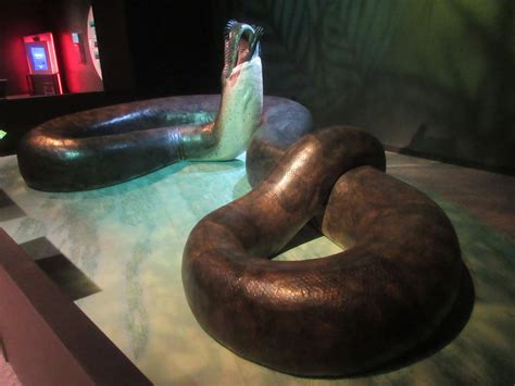 Paleo-Tanks — Titanoboa enclosure at the Science Museum of...
