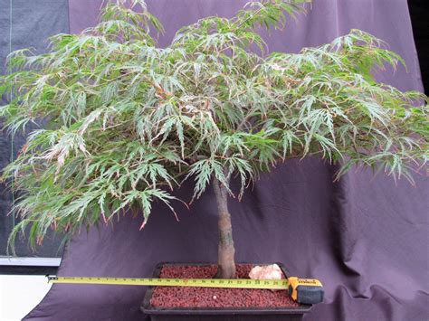 53 Year Old Crimson Queen Japanese Maple Specimen Bonsai Tree