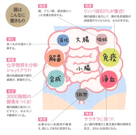 カミオ🩴自然食品店の人 On Twitter 医学博士・藤田紘一郎の「健康読本」より 腸内フローラとは？ あなたの腸は健康ですか 毎日の