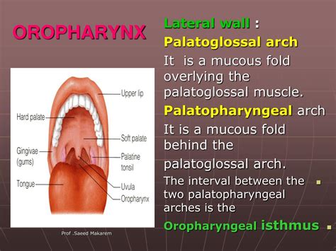 Ppt Pharynx Powerpoint Presentation Free Download Id3107380