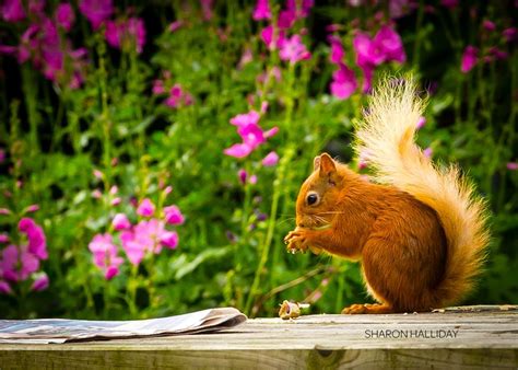 Red Squirrel Photography / Red squirrels Scotland | Red squirrel, Squirrel, Wildlife nature