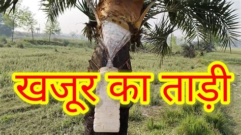 Deshi Khajur Ka Tari Desi Date Palm ToddyGaon Mein Khajur Ke Ras