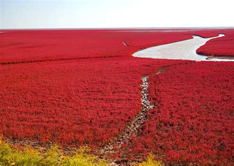 Chinas Red Beach Wetland Will Turn Vibrant Red This Fall