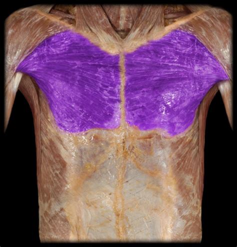 Bio Muscles Of The Upper Extremity Flashcards Quizlet