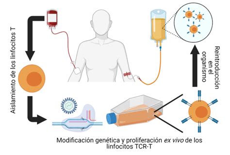 Inmunoterapia Celular Basada En La Transferencia De Linfocitos T CEEBI