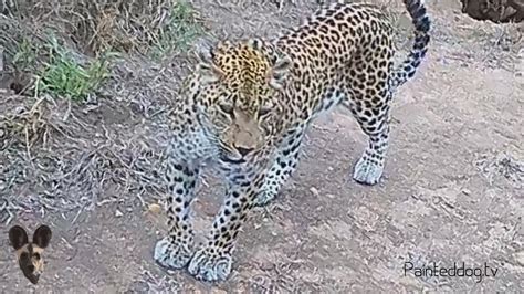 Leopard seen on the Den Cam - YouTube