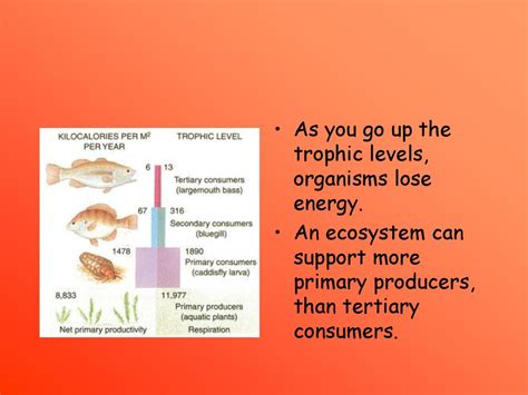 Ecosystems And Energy Flow Ppt Download