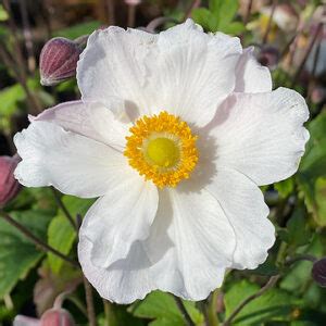 Anemone Hupehensis Var Japonica Fantasy Elsa L Fylld H Stanemon