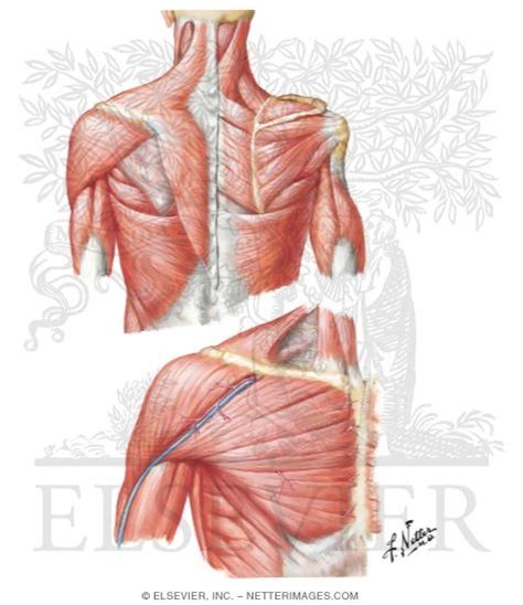 Muscles Connecting Upper Limb To Vertebral Column Muscles Of Shoulder