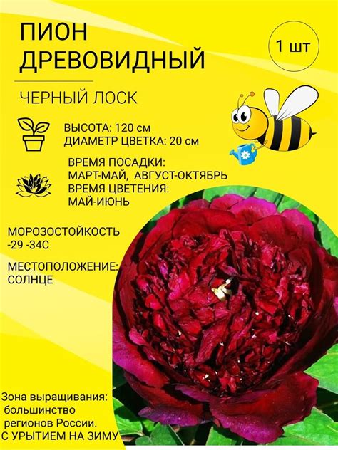Пион древовидный черный лоск (33 фото) - 33 фото