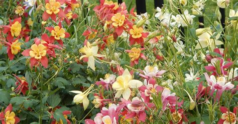 35 Of The Best Columbine Varieties For The Spring Garden