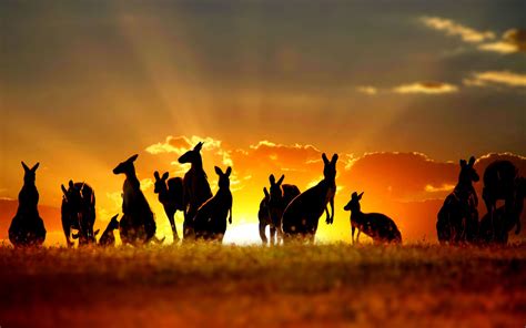 20 Unique Experiences You Must Try In Australia