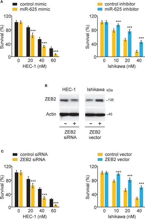 Frontiers Oncogenic Circular Rna Circ0007534 Contributes To