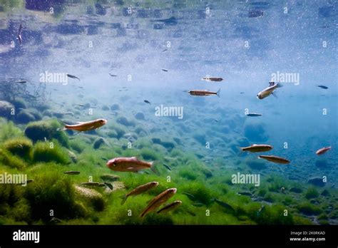 Fishes in natural habitat, Freshwater fishes underwater Stock Photo - Alamy