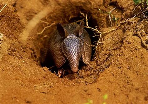 Habitat Do Tatu Onde Eles Vivem Mundo Ecologia