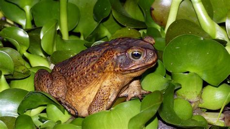 Cane Toad Markeisingbirding