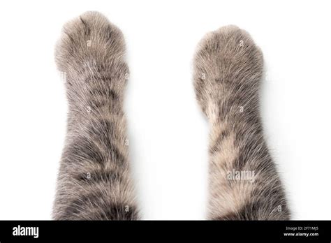 Cat's Paws on white background Stock Photo - Alamy