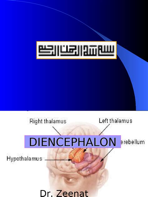 11 Diencephalon 1 Pdf Thalamus Cerebral Cortex