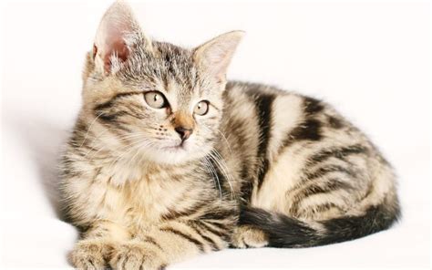 11 Popular Striped Cat Breeds