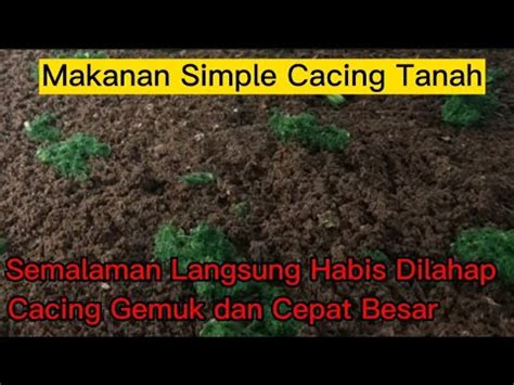 Proses Pemberian Pakan Cacing Tanah Youtube